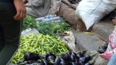 Photo of الطماطم 7جنيهات للكيلو…ارتفاع أسعار الخضروات والفاكهة باسواق حجازة