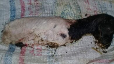 Photo of حالة نادرة …ولادة “خروف” بدون أرجل في قوص
