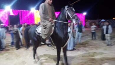 Photo of صور ..شاهد جمال خيالة الصعيد .. اقامة أول مهرجان للخيول في مركز الوقف بقنا