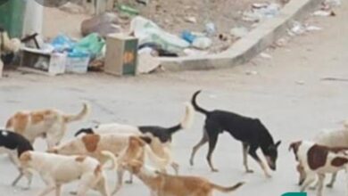 Photo of الحيوانات الضالة تغزوا مدينة قنا .. مطاردة مثيرة بين ثلاثة كلاب و 6 موظفات بكلية هندسة