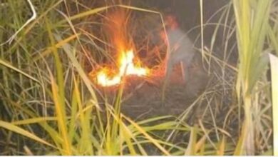 Photo of السيطرة على حريق نشب في زراعات قصب السكر بفرشوط