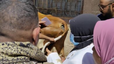 Photo of مناظرة وعلاج 506 رأس ماشية بقافلة بيطرية بقرية الجبلاو بقنا