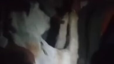 Photo of بالفيديو ..أهالي كلاحين قفط  ينقذون حمارًا سقط في بالوعة