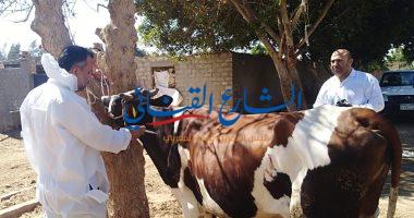Photo of تحصين 80%من الماشية التي يمتلكها المزارعين خلال الحملة القومية لتطعيم