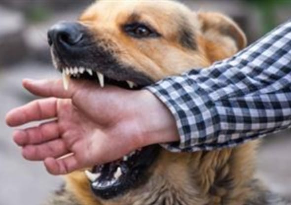 كيف تتعرف على الكلب المسعور إذا هاجمك؟.. ووسيلة الحمايةمنه – الشارع القنائي
