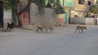 Photo of صور| “الكلاب الضالة” تغزو شوارع المراشدة.. والأهالي: أنقذونا منها