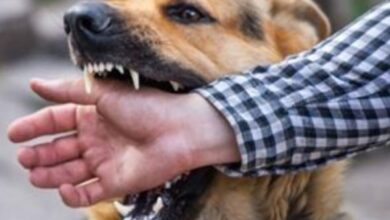 Photo of كيف تتعرف على الكلب المسعور إذا هاجمك؟.. ووسيلة الحمايةمنه