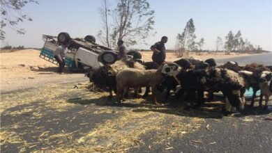 Photo of إصابة سائق ونفوق 8 خراف في انقلاب سيارة ربع نقل على الصحراوي الغربي