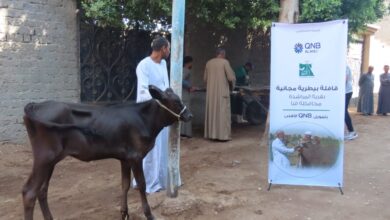 Photo of محافظ قنا :مناظرة 510 رأس ماشية فى قافلة بيطرية مجانية بقرية المراشدة 