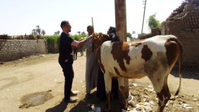 Photo of قافلة بيطرية مجانية للكشف على الماشية بقرية المراشدة