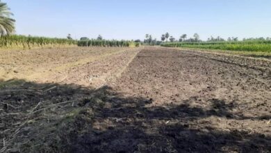 Photo of “تنمية حجازة قبلي”: زراعة مساحة جديدة من  محصول القمح الشتوي ضمن مشروع “المناخ”