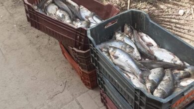 Photo of ضبط 120 كيلو أسماك متعفنة وغير صالحة للاستخدام الآدمي في فرشوط 