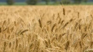 Photo of “مهندس زراعي” يكشف عن أفضل الأصناف وأنسب المواعيد لزراعة القمح بقنا