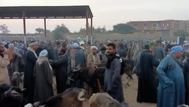 Photo of “الركود” عرض مستمر رغم انخفاض الأسعار بسوق الماشية في الوقف