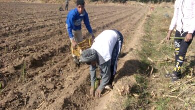 Photo of بدء زراعة القصب عن طريق “الشتلات” بـ”خزام الثانوية الزراعية” في قوص