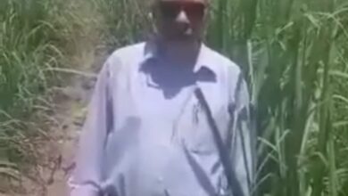 Photo of مدير القصب بمصانع سكر قوص:  زراعة القصب بنظام الشتلات سيوفر 60% من مياه الري