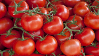 Photo of نقيب الفلاحين: الموجة الباردة أثرت على أسعار الطماطم