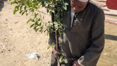 Photo of زراعة 70 شجرة بمنطقة المنشية على الطريق الزراعي بالمراشدة