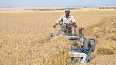 Photo of العمالة اليدوية بين شقيّ الرحى.. “الماكينات” تستحوذ على موسم حصاد القمح توفيرًا للوقت والمال
