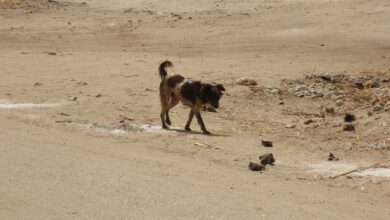 Photo of بالصور| الكلاب الضالة تحاصر شوارع قرية المراشدة .. والأهالي “انقذونا”