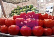 Photo of الطماطم تبدأ من 5 جنيهات.. انخفاض في أسعار الخضروات بنجع حمادي صور