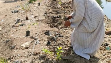 Photo of بالتعاون مع جمعية الحلة.. زراعة 70 شجرة في حملة تشجير بالقرية
