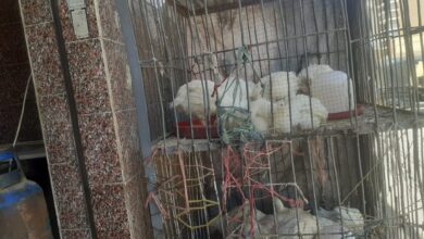 Photo of تعرف على أسعار الطيور قبل العيد في سوق قوص..  الأبيض بـ42 جنيه والبط بـ70 جنيه
