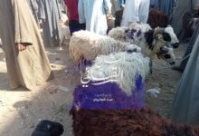 Photo of قبل عيد الأضحى.. جولة داخل سوق الأحد بقرية “هو” لمعرفة أسعار الخراف والماعز (فيديو)