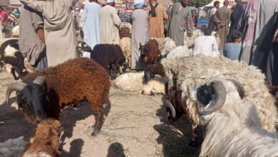 Photo of جولة داخل سوق الأحد بقرية “هو”.. تعرف على أسعار خروف عيد الأضحى (فيديو)