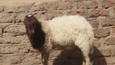 Photo of بعد بيعه بالسوق.. ضبط لص سرق “خروف” من إحدى المزارع فى الوقف