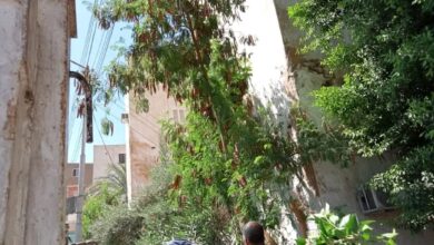 Photo of محلية قنا تشن حملة تهذيب للأشجار بأحياء المدينة