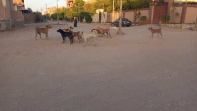 Photo of شكاوى من انتشار الكلاب الضالة في قرية بركة بنجع حمادي
