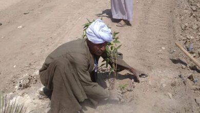 Photo of محلية العركي: زراعة 50 شجرة زينة بحاجر الدهسة بفرشوط