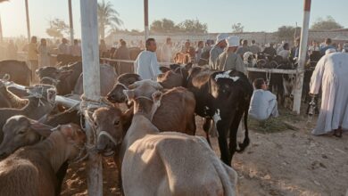 Photo of النَفَس بـ70 جنيه.. ندرة في تداول رؤوس العجول بسوق الماشية في الوقف