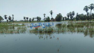 Photo of ارتفاع منسوب مياه النيل يغرق أكثر من 50 فدان بجزيرة نجع مكي