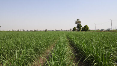 Photo of أهمية المشروع القومي للتحول لزراعة قصب السكر بنظام الشتلات