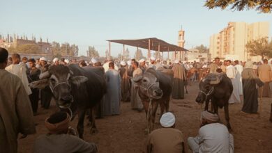 Photo of كيلو “النَفَس” بـ70 جنيه.. انخفاض سعر رؤوس ماشية اللحوم في سوق الوقف