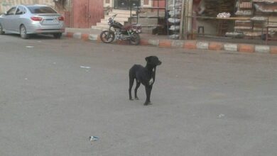 Photo of شكوى من انتشار الكلاب الضالة بشوارع مدينة قنا