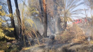Photo of حريق في أشجار النخيل بمدخل قرية جزيرة مطيرة في قوص