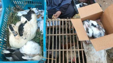 Photo of استقرار أسعار كيلو الفراخ الأبيض في سوق الطيور  بقوص