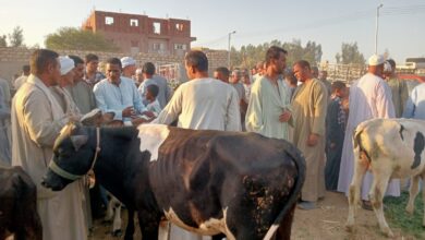 Photo of “القايم بـ128 جنيه”.. ارتفاع أسعار رؤوس الماشية بأنواعها في سوق الوقف