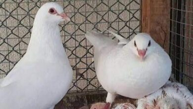 Photo of الفراخ الأبيض يسجل 70جنيها للكيلو.. تعرف على أسعار الطيور والدواجن