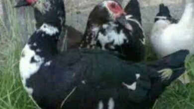 Photo of البط الأسمر 140جنيها للكيلو.. تعرف على أسعار الطيور والدواجن