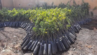 Photo of توزيع أشجار مثمرة على مدارس نجع حمادي بالمجان