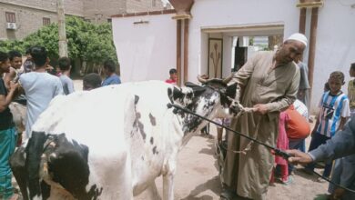 Photo of لزيادة الثروة الحيوانية.. قافلة بيطرية مجانية في قرى مركز دشنا