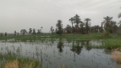 Photo of مياه نهر النيل تغمر 50 فدانا بجزيرة نجع مكي