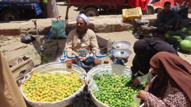 Photo of العم «محمد» 42 عاما في بيع الليمون في الأسواق «ربيت ابنائي بالحلال»