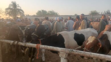 Photo of قبل عيد الأضحى.. انخفاض سعر “النفس” لرؤوس ماشية اللحوم بالوقف