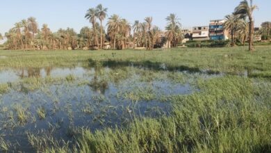 Photo of ارتفاع منسوب مياه النيل بالوقف يغرق أكثر من 50 فدان بجزيرة نجع مكي